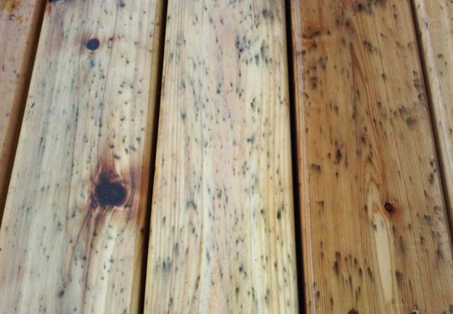 Woodseal Pro prevents - mold mildew rot